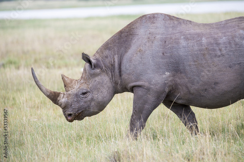 Black Rhino walking