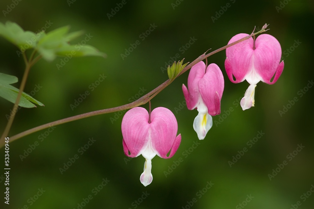 Fototapeta premium Tränendes Herz / Bleeding Heart