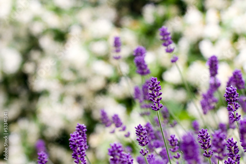 lavender bush against jasmine plant
