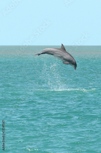 Dolphin leap 3 © johnaalex