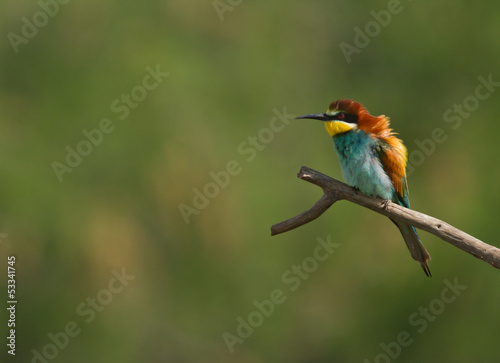 oiseau exotique (guepier d'europe)