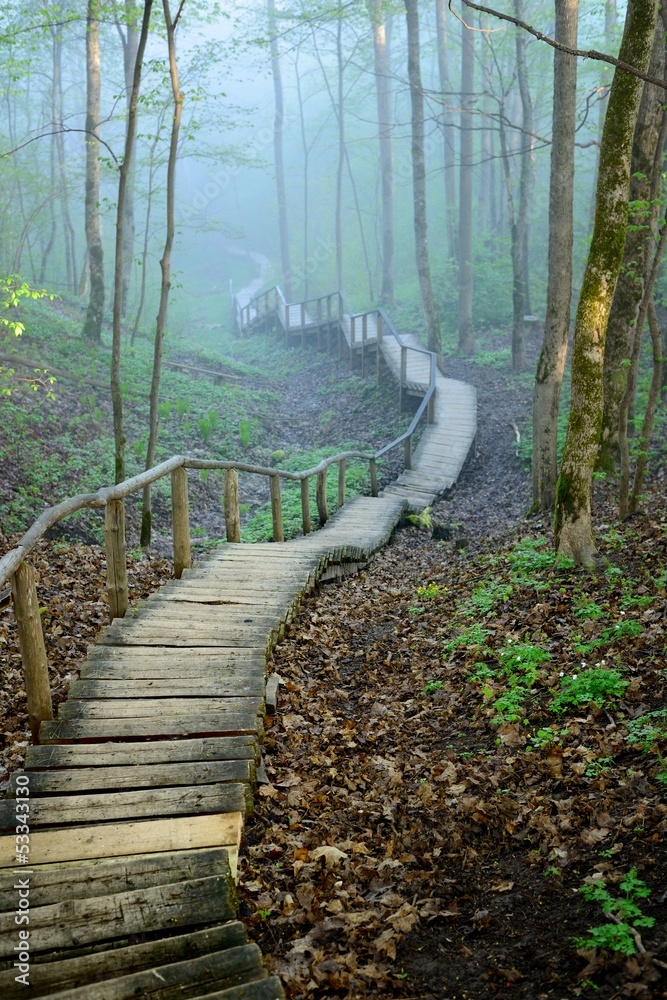 Fototapeta premium Staiway w lesie znika w silnej mgle
