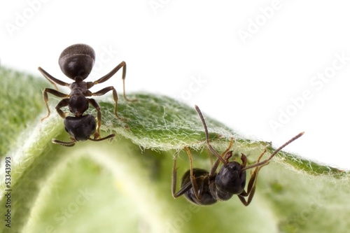 Two ants looks like peekaboo the way they are looking © JGade