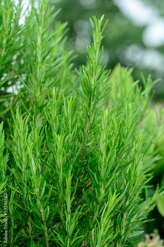 Pianta di Rosmarino (Rosmarinus officinalis)