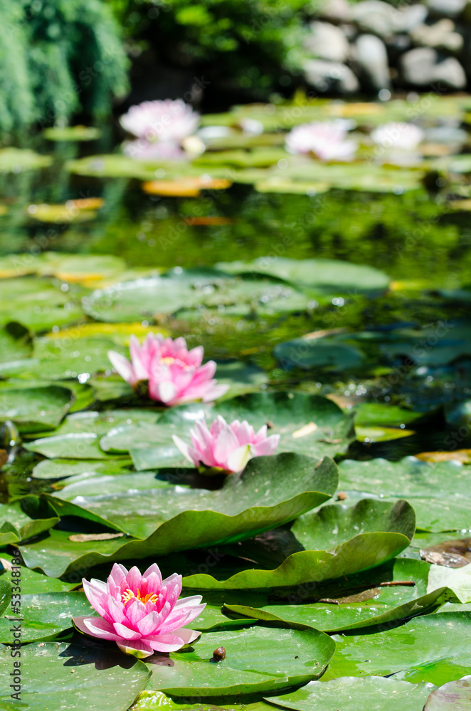 water lily water lily