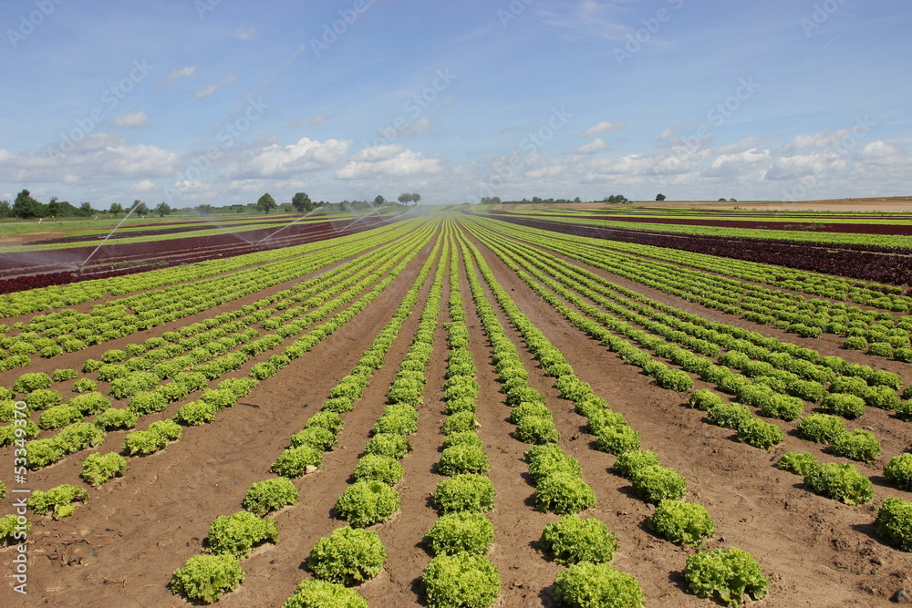 Feld von Salat in der Aufzucht 2