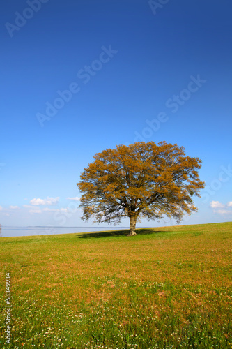 Single tree in the meadow by the lake