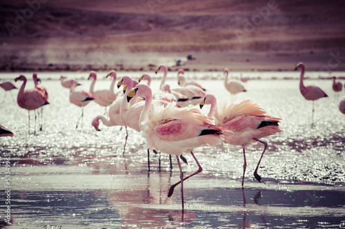 Flamingos on lake in Andes, the southern part of Bolivia photo