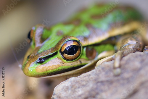 Portrait d'une grenouille verte