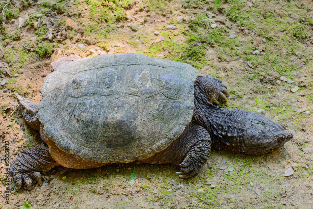 Fototapeta premium Testuggine palustre - (Emys orbicularis)