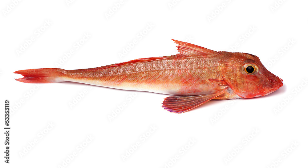 Obraz premium Red Gurnard Fish