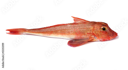 Red Gurnard Fish