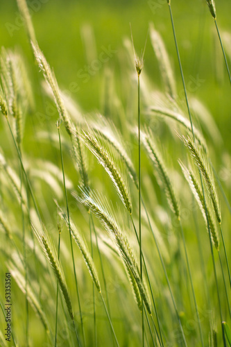 ears on green nature background