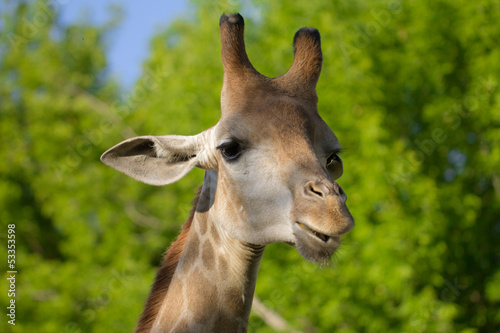giraffe's head in the nature © schankz