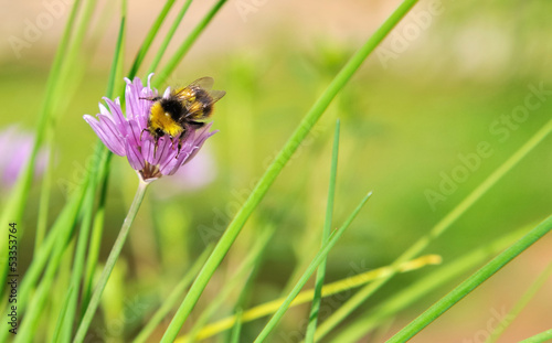 bourdon butinant une fleur de ciboulette