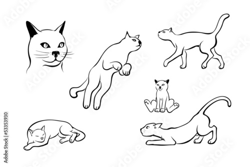 Cats