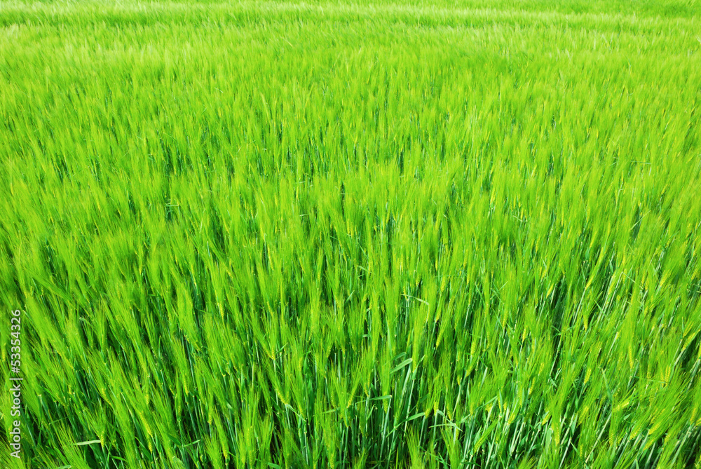 Detail of green barley field in springtime