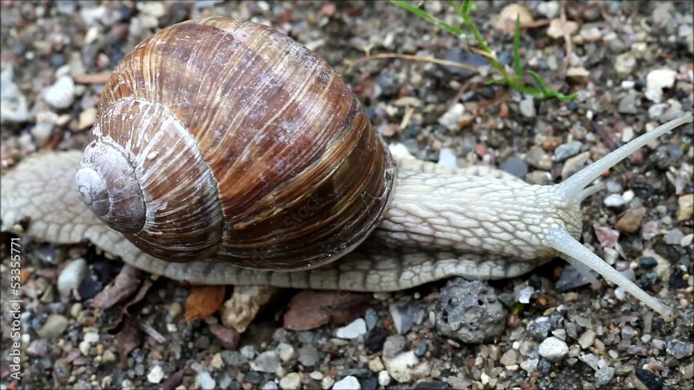 Video Clip of Burgundy Snail Helix Pomatia Close Up Video Clip of Burgundy Snail Helix Pomatia Close Up
