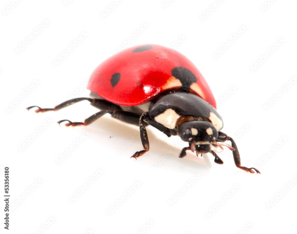 ladybug on a white background. macro ladybug on a white background. macro