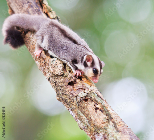 Sugar glider on branch