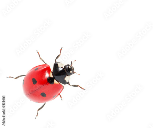 ladybug on a white background. macro © schankz