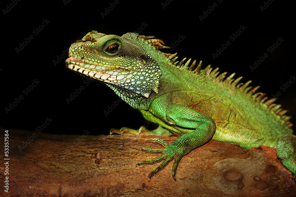 Leguan Leguan