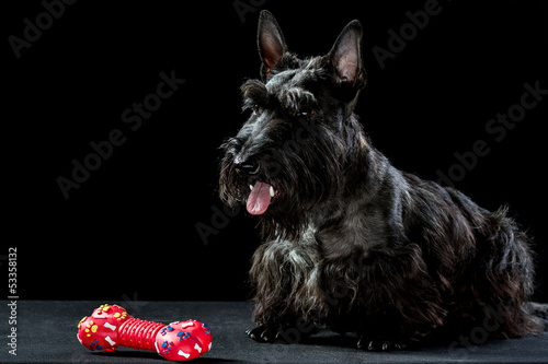 Black Scottish terrier Trixie photo