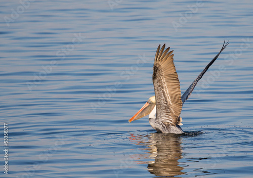 Pelican Lift Off © picturin