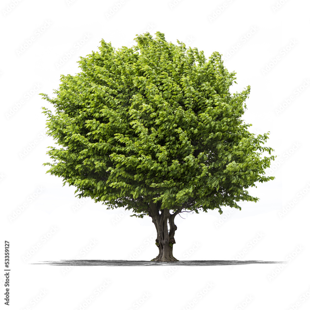 Fototapeta premium Arbre sur fond blanc 
