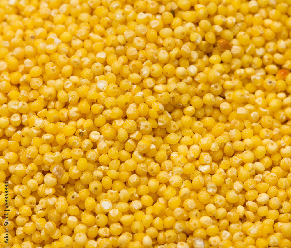 background of millet. macro background of millet. macro