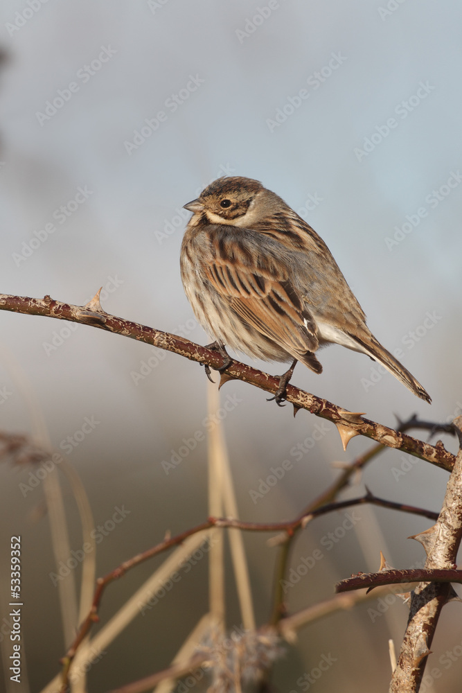 Reed bunting, Emberiza schoeniclus Reed bunting, Emberiza schoeniclus