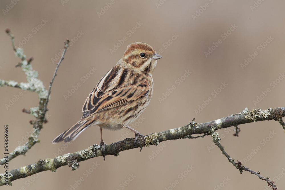 Reed bunting, Emberiza schoeniclus Reed bunting, Emberiza schoeniclus