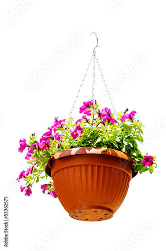 Pink flower hanged in pot isolated on white background