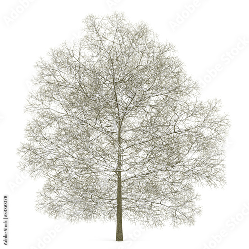 winter chestnut tree isolated on white background