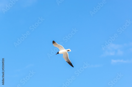 Sea Birds in Flight