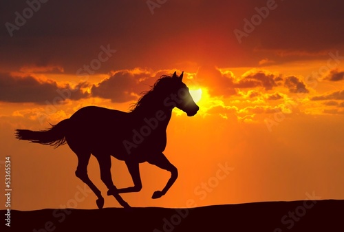 Horse running under sunset © razihusin