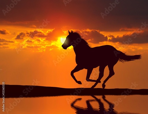 Horse running during sunset with water reflection