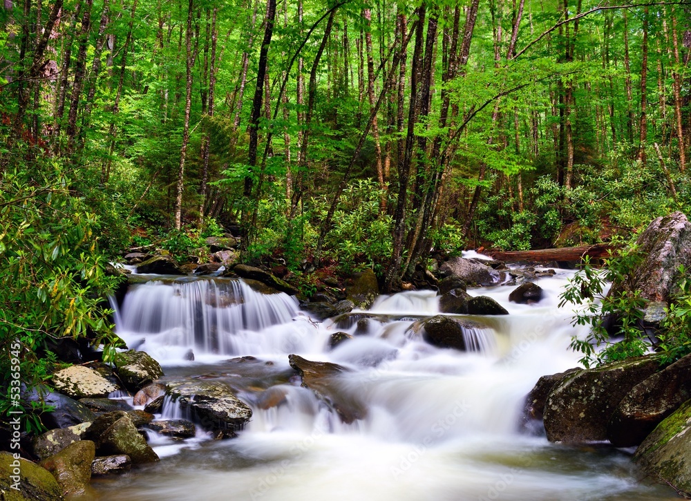 Fototapeta premium River in the Smoky Mountains