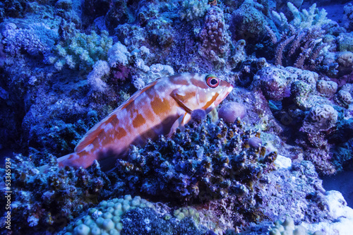 Small Grouper in the Coral Reef