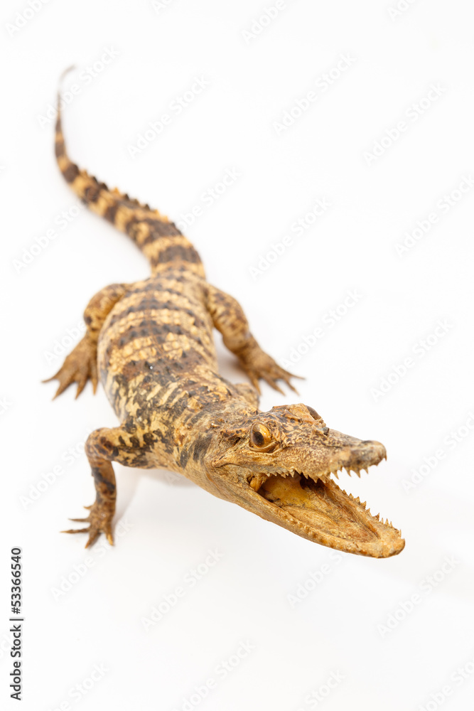 Fototapeta premium Young Crocodile