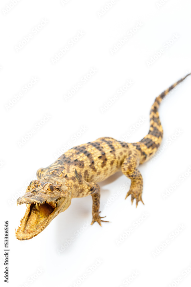 Naklejka premium Young Crocodile