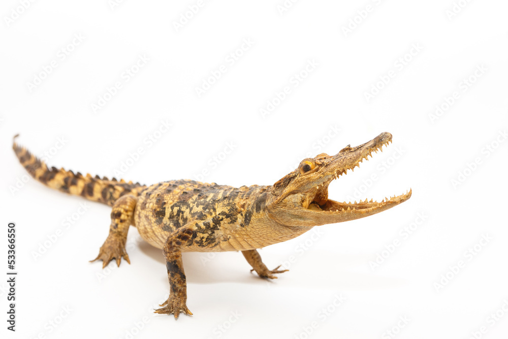 Young Crocodile Young Crocodile