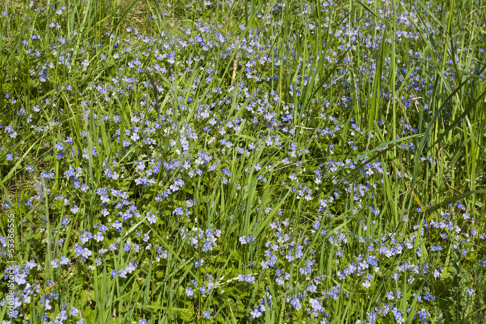 Fototapeta premium Blue forget me not wild flowers in grass for background