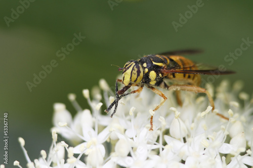 Hover Fly Pollinatiing an Alternate-leaved Dogwood © Brian Lasenby