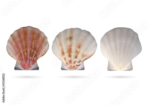 Scallop seashells
