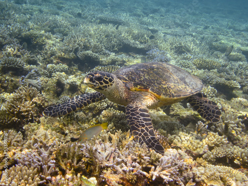 Sea turtle and coral reef