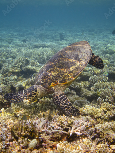 Sea turtle and coral reef © ayusloth