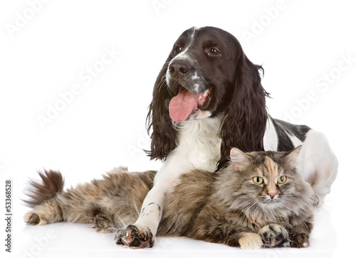 the dog embraces a cat. looking at camera. isolated on white 