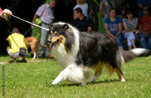 Rough Collie dog