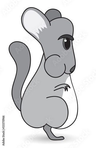Chinchilla on a white background. Cute, furry rodent.